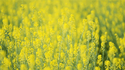 中国龙山·平陵田园踏青赏花预约入场券免费领