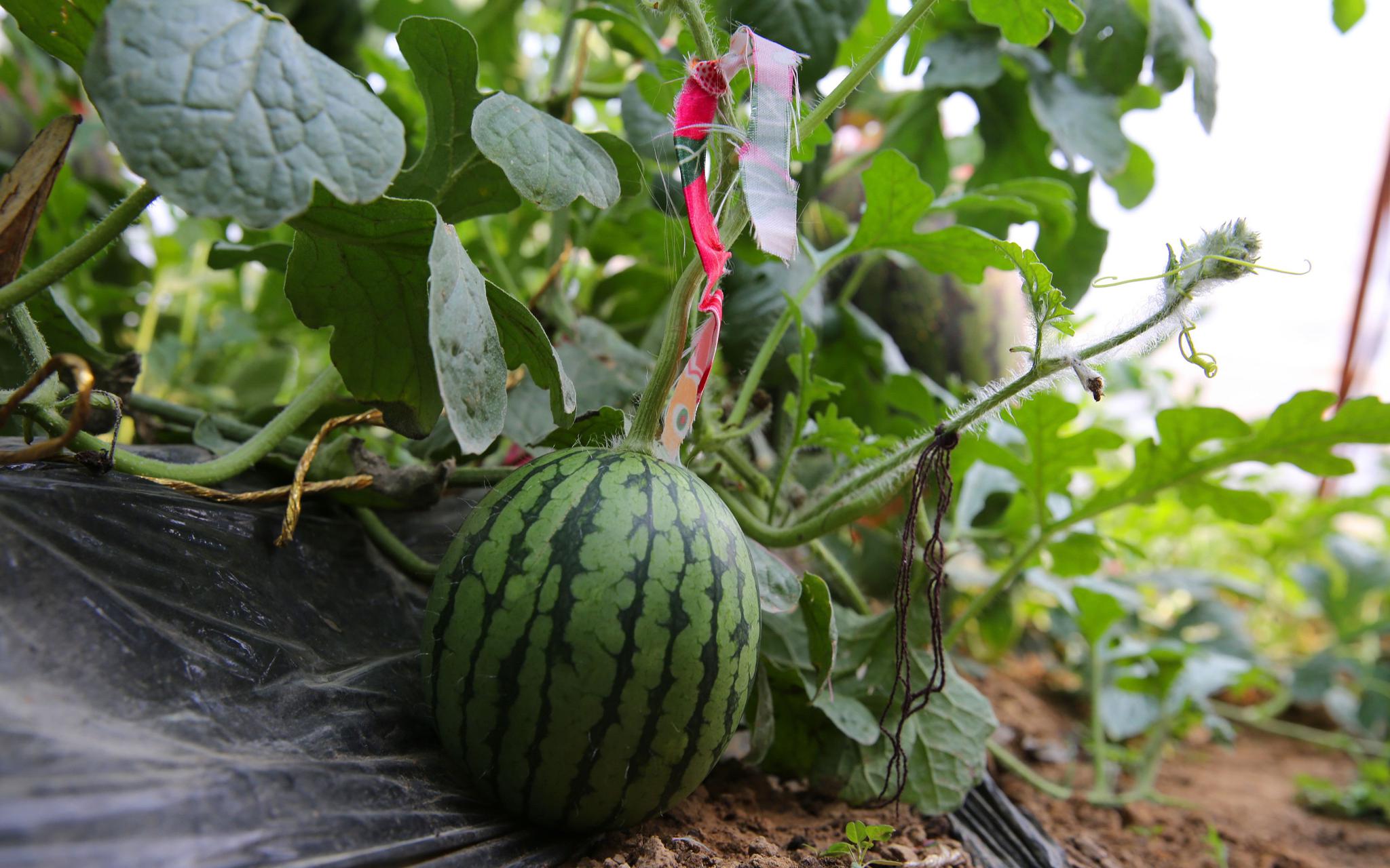 平谷西柏店"京秀"西瓜熟了 五一持"绿码"可进村采摘