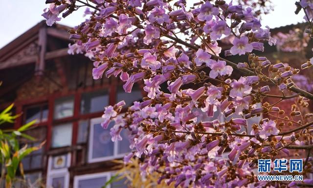 泡桐花、紫藤花浪漫开放 青岛老城美如梦幻