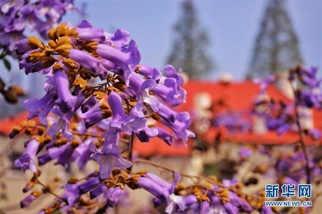 泡桐花、紫藤花浪漫开放 青岛老城美如梦幻