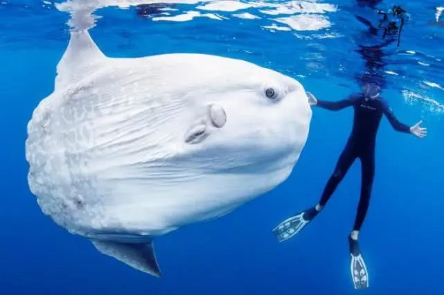 身长超2米,"有头无尾"!浙江渔民捞上一条怪鱼