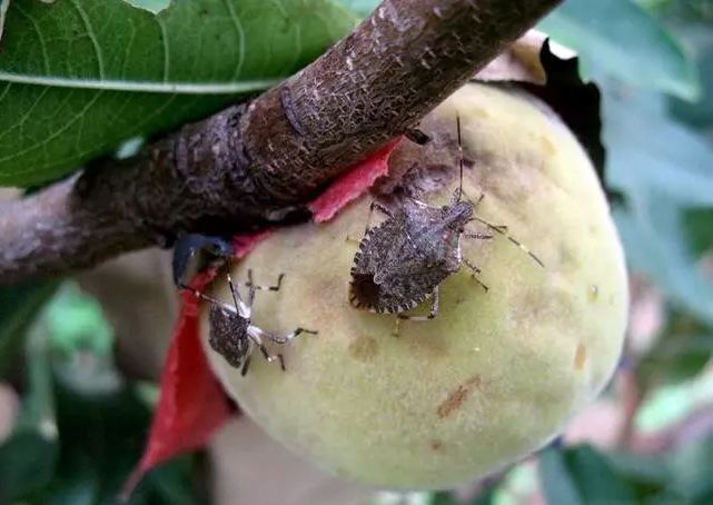 桃树病虫害梳理虫害篇