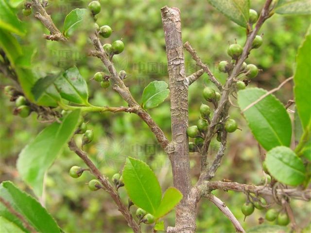 性味功效《全国中草药汇编》甘,淡,微涩,凉.清热解毒,除湿敛疮.