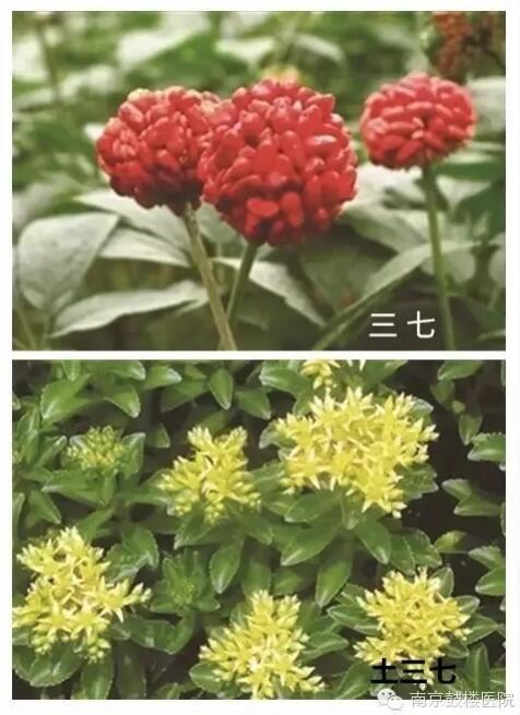 "土三七"与"三七"一字之差 误服可能引发肝肾功能衰竭