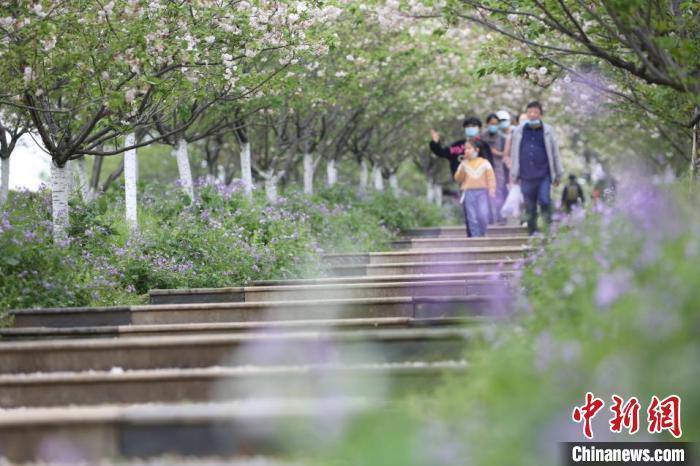 资料图：4月5日，江西省南昌市近郊凤凰沟景区万株樱花绽放，春潮涌动，吸引了众多游客赏樱度假。 　虞亮亮 摄