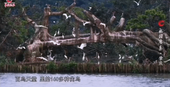 广东14个5A景区恢复开放！随便一个都超好玩~附门票优惠和入园方式！