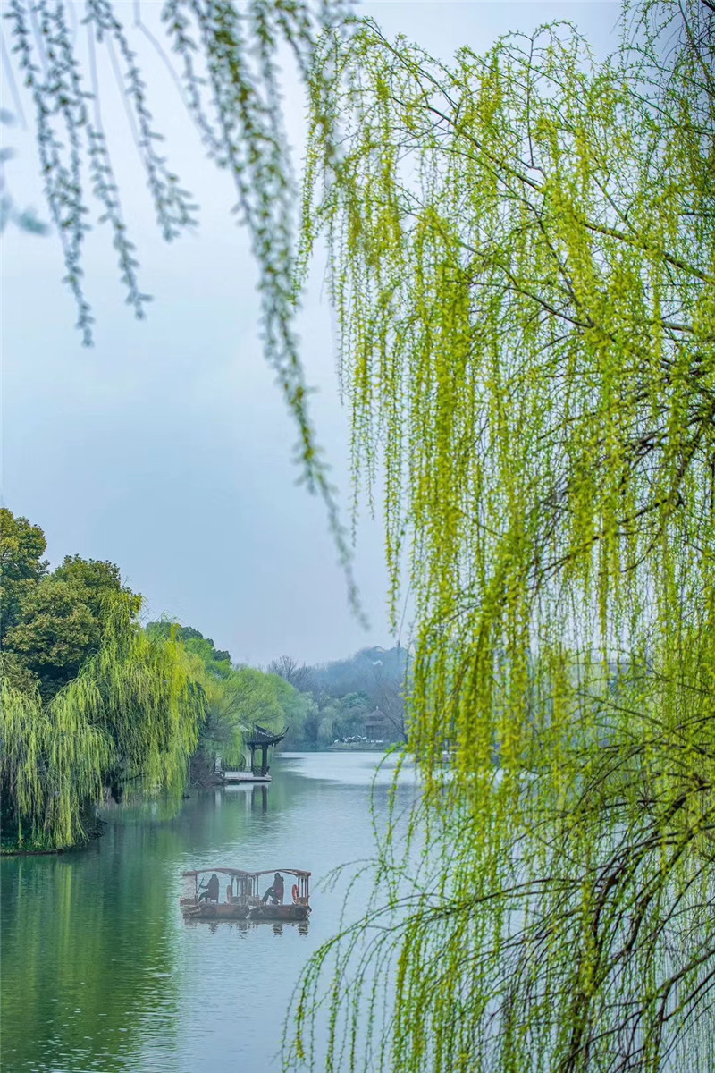 在家看天下·每日一景丨碧玉妆成,多情最是扬州柳|扬州|王大庆|摄影_