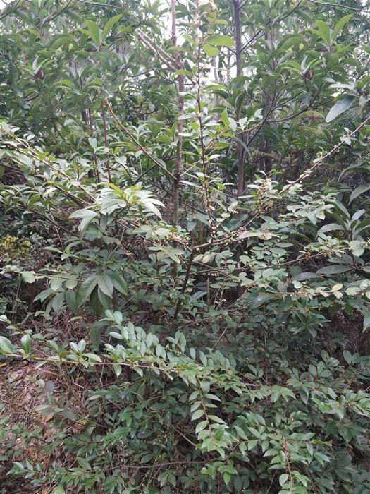 虾辣眼见过吗内用于预防流行性感冒外用治烧烫伤脓泡疮