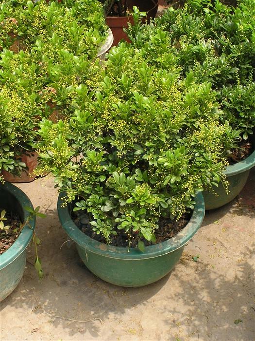 米仔兰,见过吗?枝,叶用于跌打骨折;花用于气郁胸闷,腹胀.