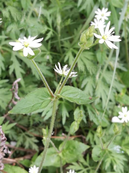 繁缕,见过吗?治暑热呕吐,肠痈,淋病,恶疮肿毒,跌打损伤.