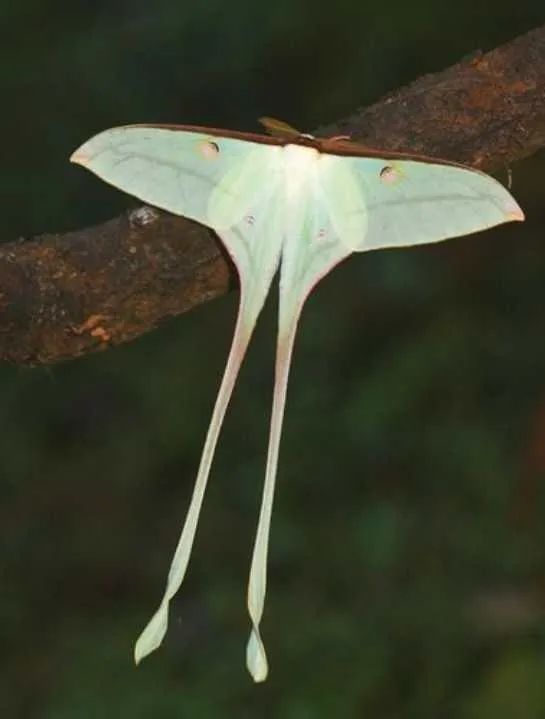 天使长尾天蚕蛾4安蜂虻:快要灭绝的小毛球安蜂虻(anastoechus niti
