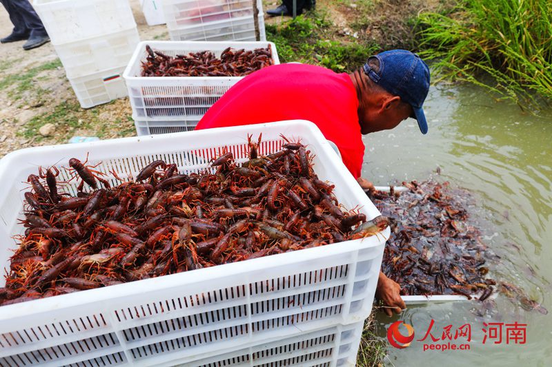河南光山:小龙虾捕捞忙上市