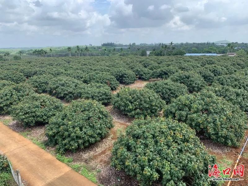 荔枝园.(琼山区供图)