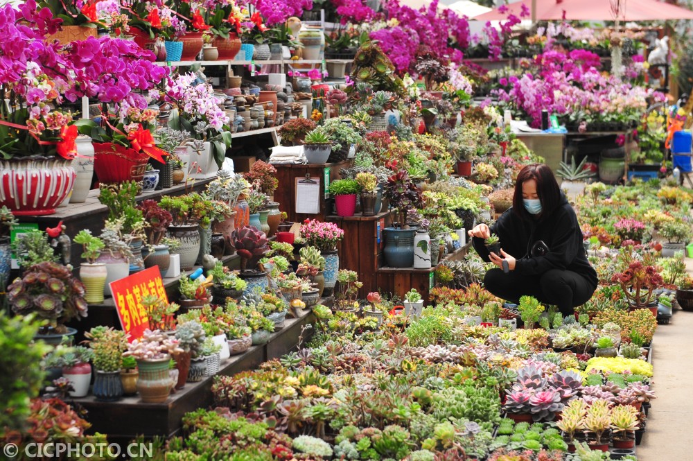 山东青岛:第三届青岛花博会启幕