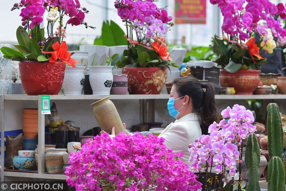 山东青岛:第三届青岛花博会启幕