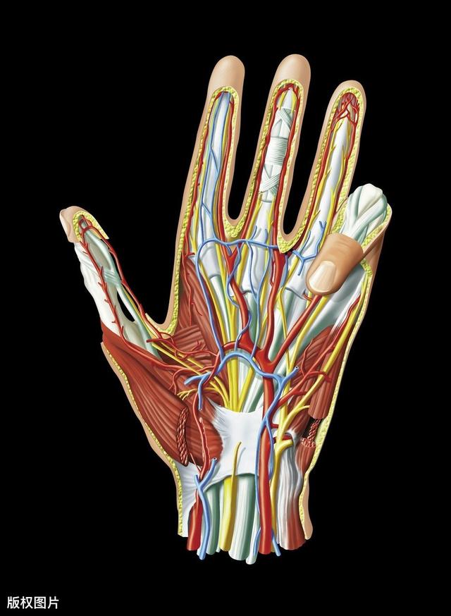 手掌血管解剖图图片