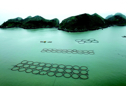 大陈岛上围海养殖