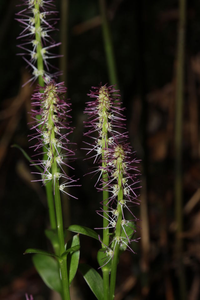 广东发现白丝草新种 命名为"石门台白丝草"