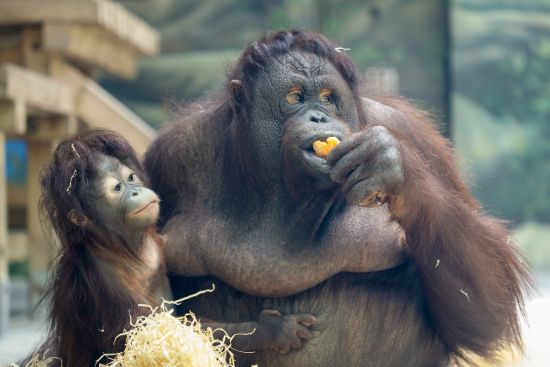 上海野生动物园红猩猩宝宝有了名字叫葡萄