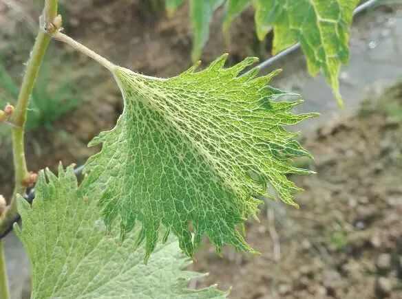 葡萄病毒病全解读(收藏版)