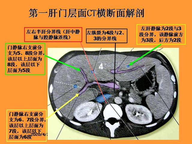 肝脏的解剖和分段__财经头条