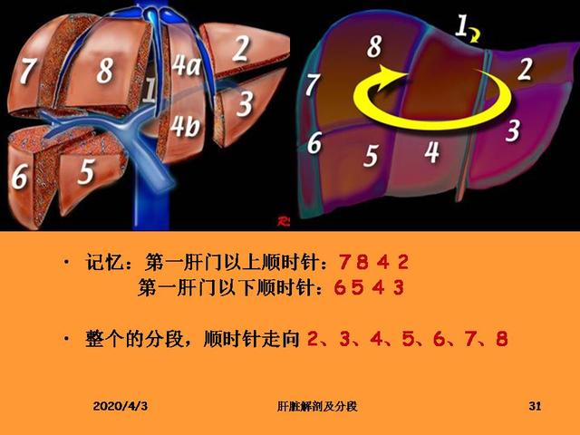肝脏的解剖和分段__财经头条