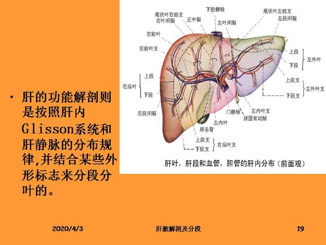 肝脏解剖图谱 结构图图片
