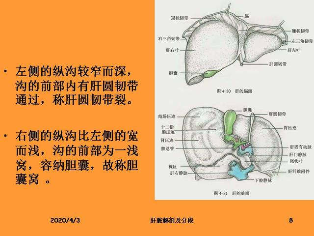 肝脏的解剖和分段__财经头条