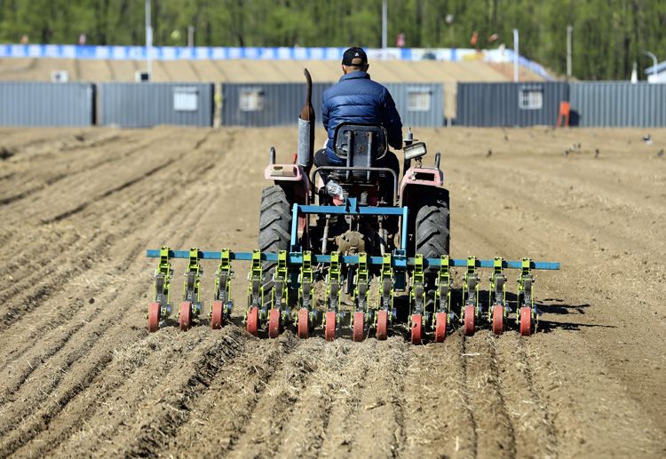海淀春播100亩油菜花田,月底绽放|组图|油菜籽_新浪新闻