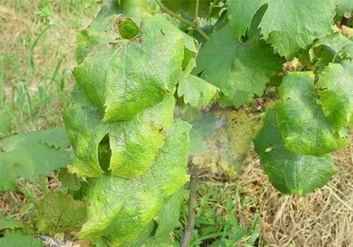 葡萄病毒病全解读(收藏版)