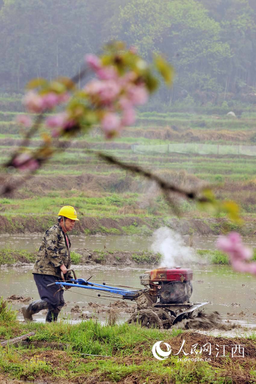 清明节临近,江西省宜春市万载县农业生产进入春季繁忙时期,田间地头