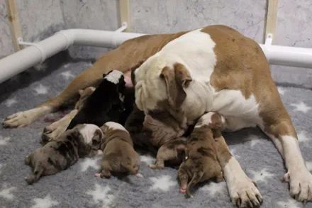 医生检查狗子最多生6只宝宝,最后它竟然生了20只,医生都惊呆了!