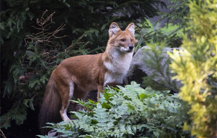 "豺狼虎豹"当头的豺狗,在我国森林是如何慢慢消失掉的?