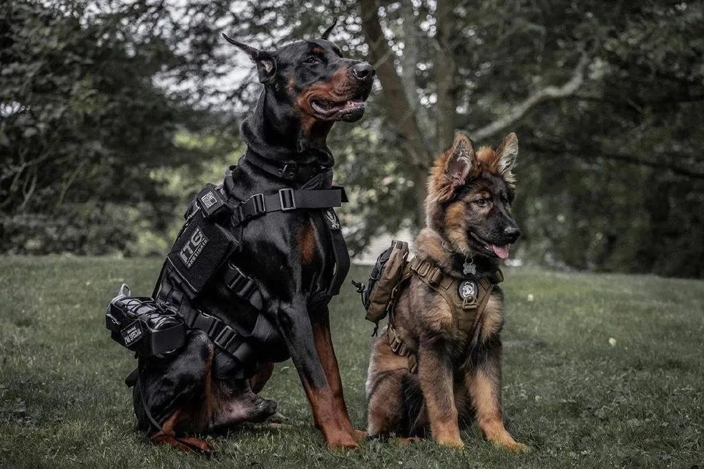 被这对杜宾德牧的组合给帅哭了汪界最帅不容反驳