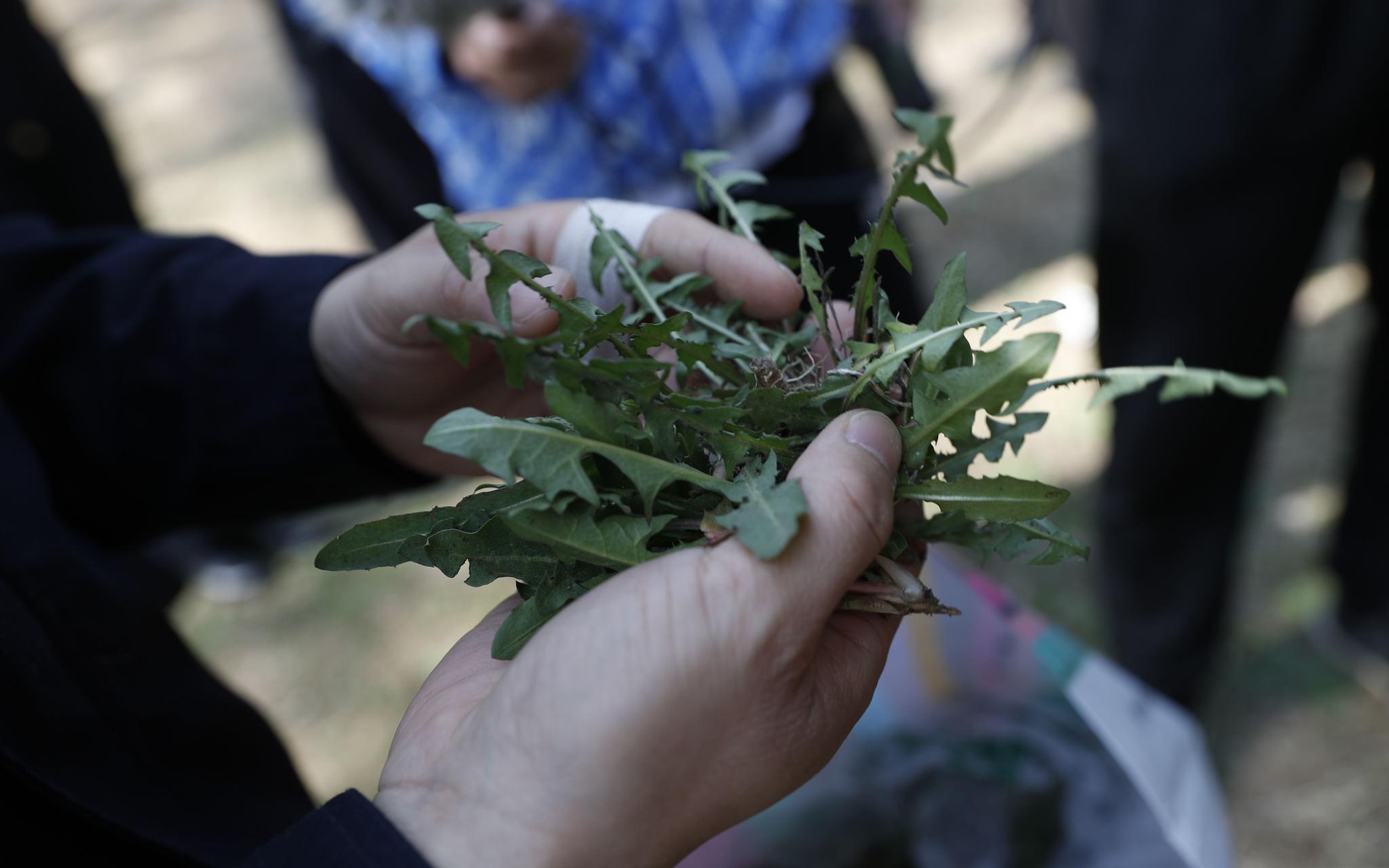 奥森公园又现挖野菜"大军",城管:今春已发现20余起|城管_新浪新闻