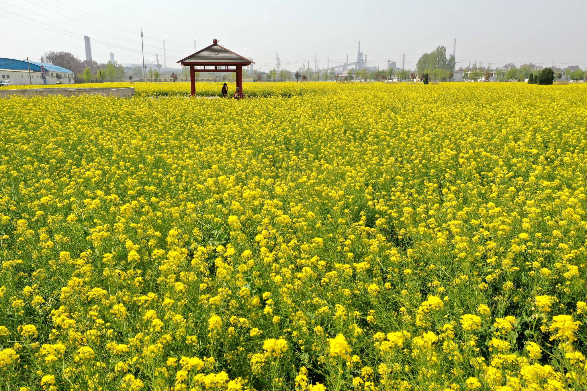 河南安阳油菜花开满地金