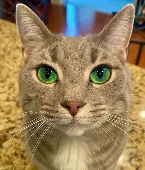 这只猫天生拥有绿色眼睛,第一眼看到就让人爱了!