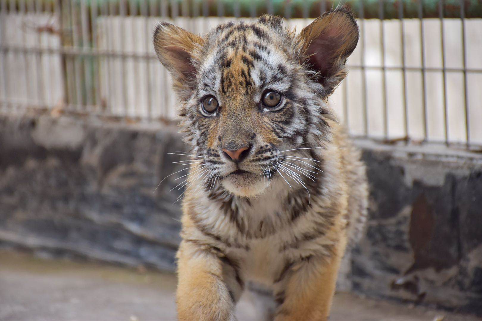 华南虎宝宝萌态十足