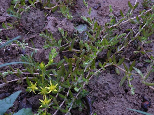 21 保肝降酶作用垂盆草的利胆退黄作用明显,故临床多用于肝病的治疗22