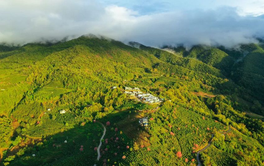 云南宁洱困鹿山:遗落在深山的皇家古茶园