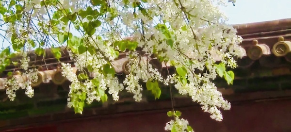 直播镜头中故宫的海棠和丁香花