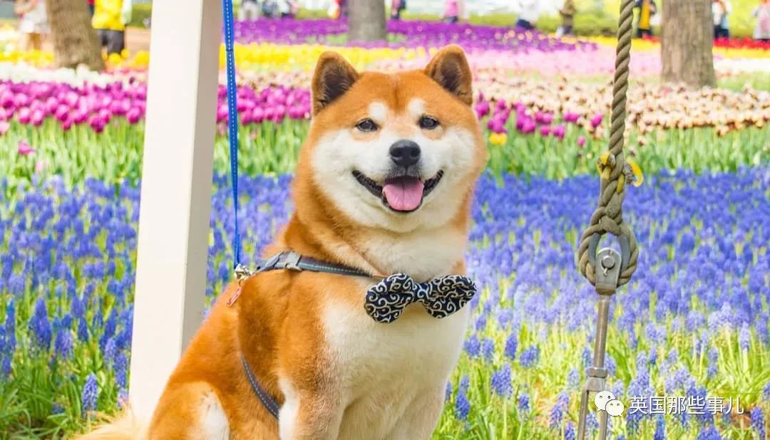 柴犬|花田|花海_新浪新闻