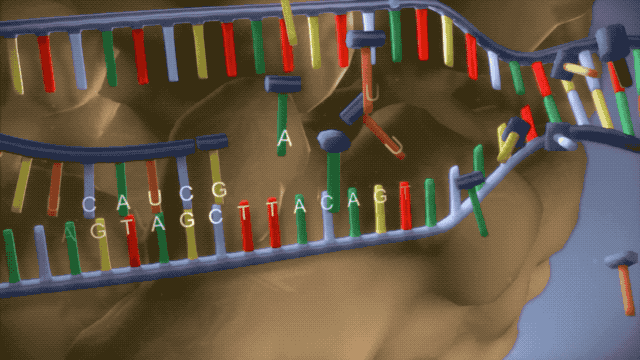 (trna携带对应氨基酸,按照mrna密码子顺序,在rrna中合成蛋白质链)