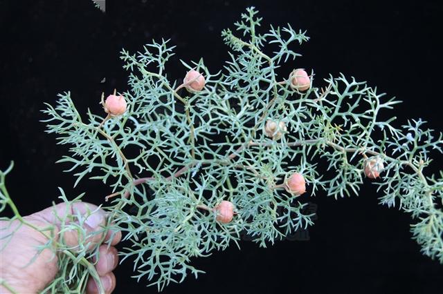 骆驼蓬,见过吗?能宣肺止咳,祛风湿,解毒