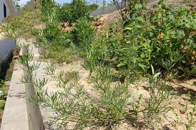 骆驼蓬,见过吗?能宣肺止咳,祛风湿,解毒