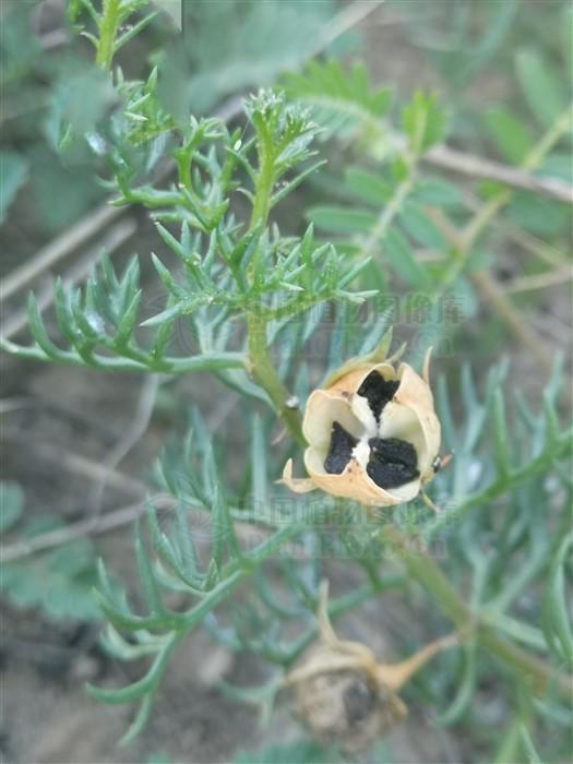 骆驼蓬,见过吗?能宣肺止咳,祛风湿,解毒