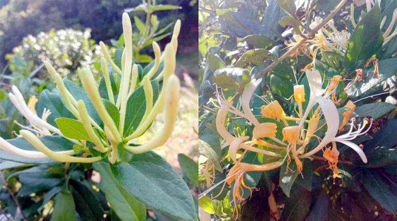 五华山上也有!|断肠草|金银花_新浪新闻