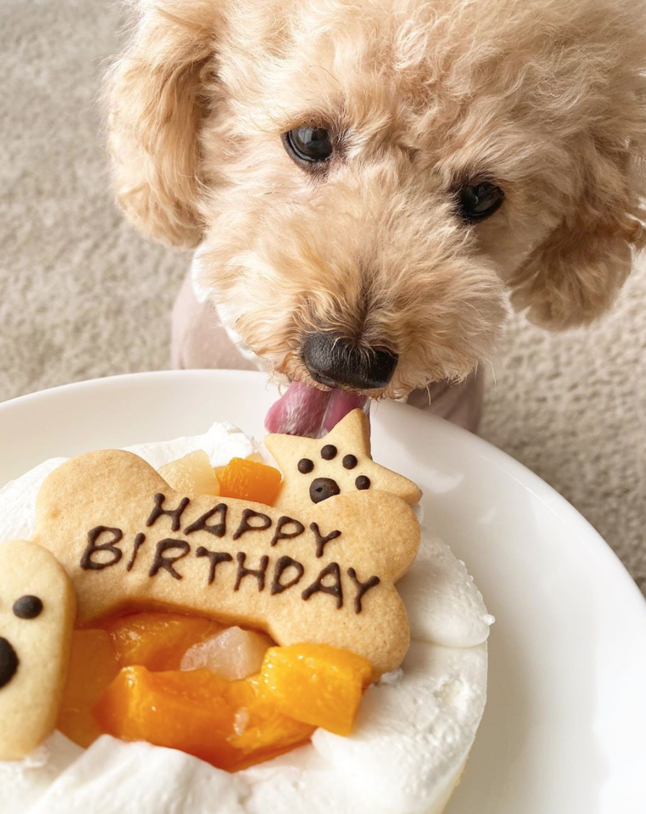 给狗狗做的专属生日蛋糕,看起来很开心的样子!