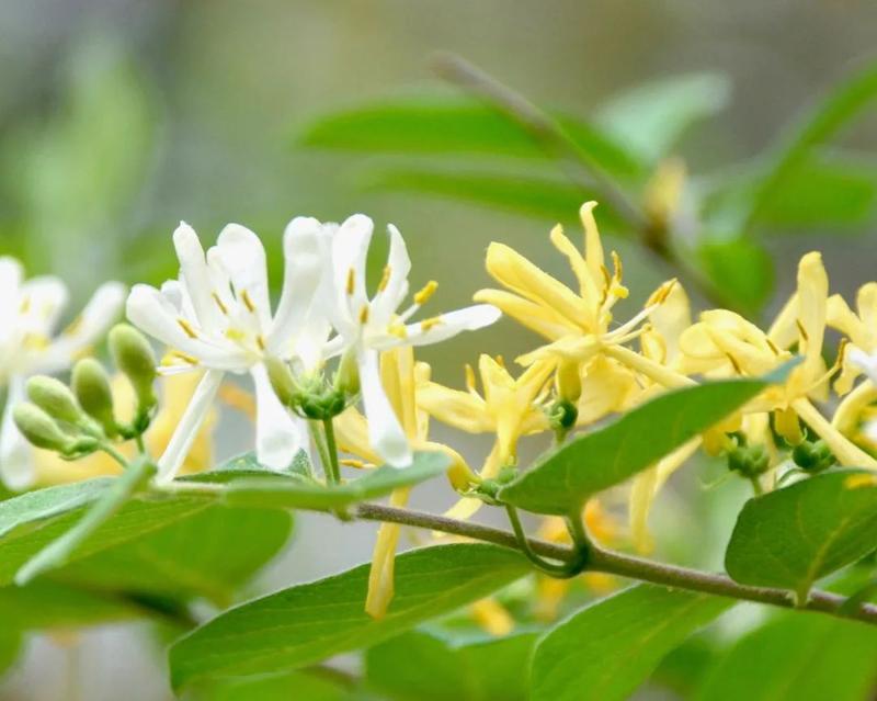 而金银花的花冠呈唇形,花朵呈喇叭状,是离瓣花,花筒较细长,花也比