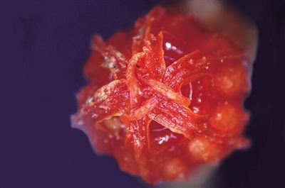 在山的那边林的那边 有一小群迷你红精灵